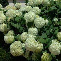 Hortensia de Virginie 'Annabelle' / Hydrangea arborescens Annabelle